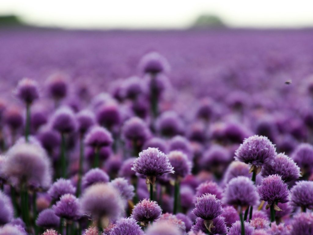 purple chives field