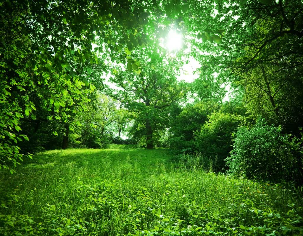 green nature