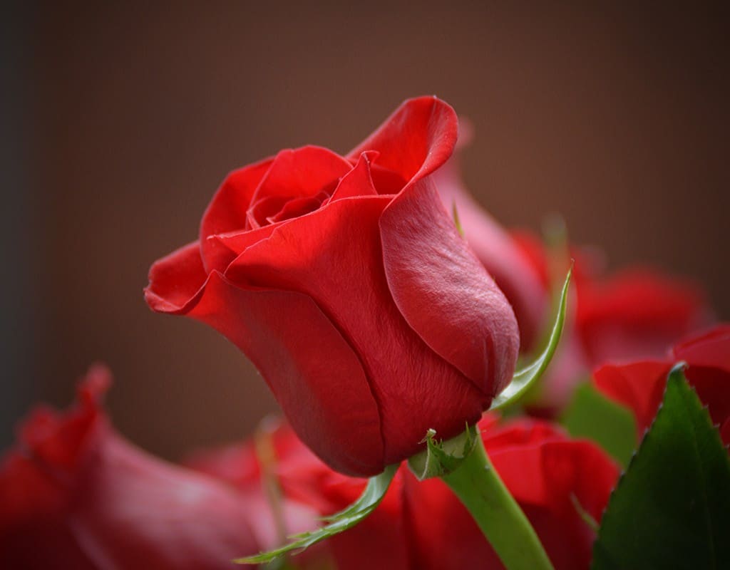 red rose flower