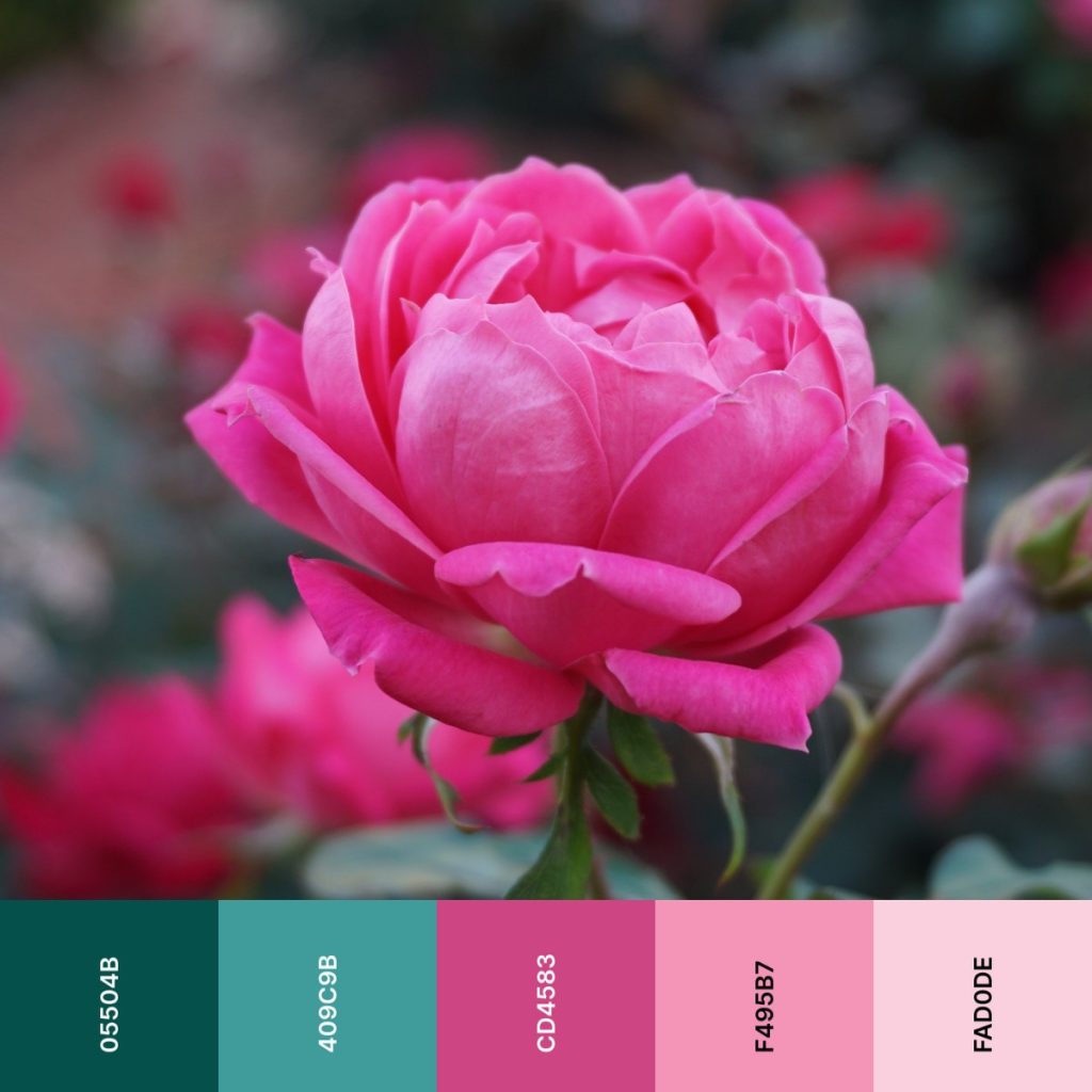 rose pink color palette