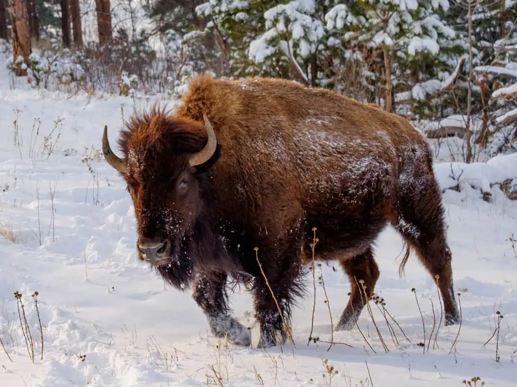 American bison