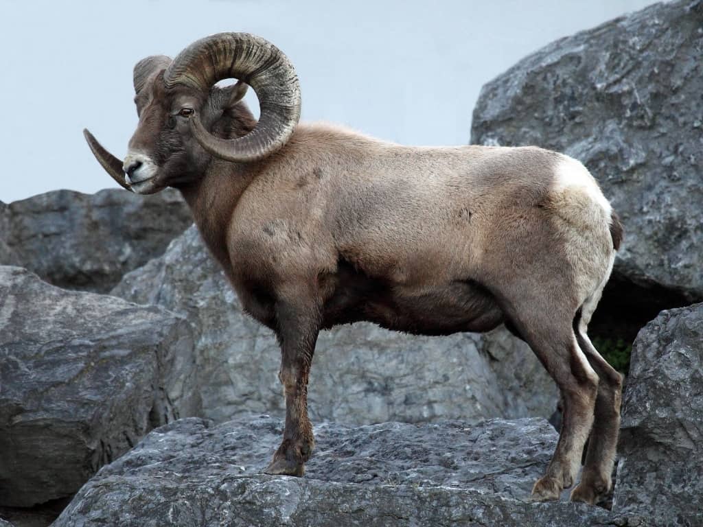 Bighorn sheep