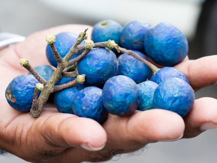 Blue Ceylon Olives