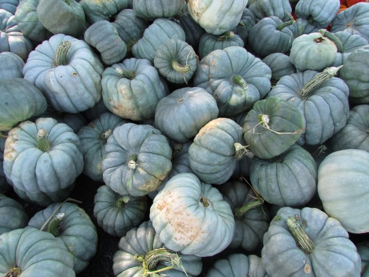 Blue Jarrahdale pumpkins