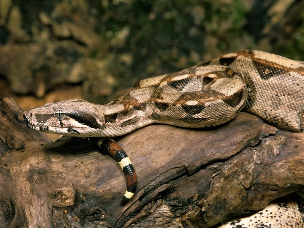 Boa constrictor