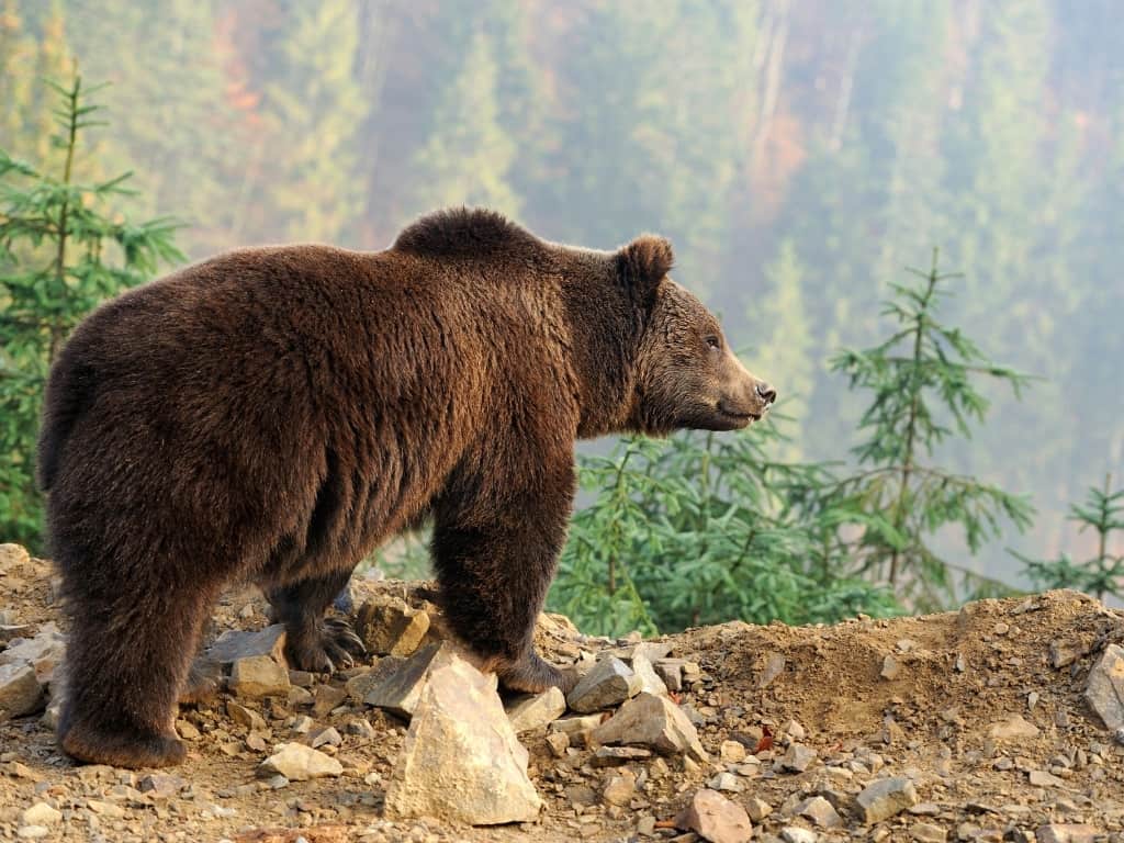 Brown bear