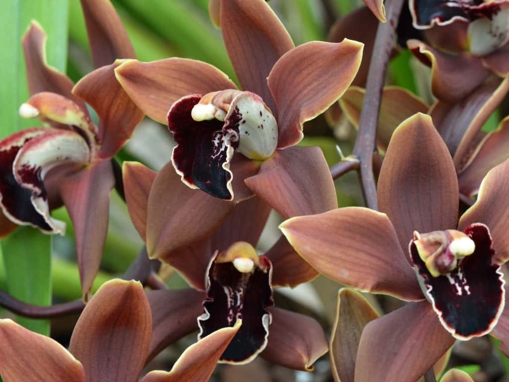 Brown orchids