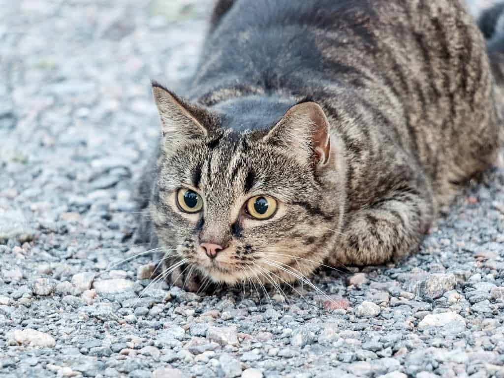 brown cat