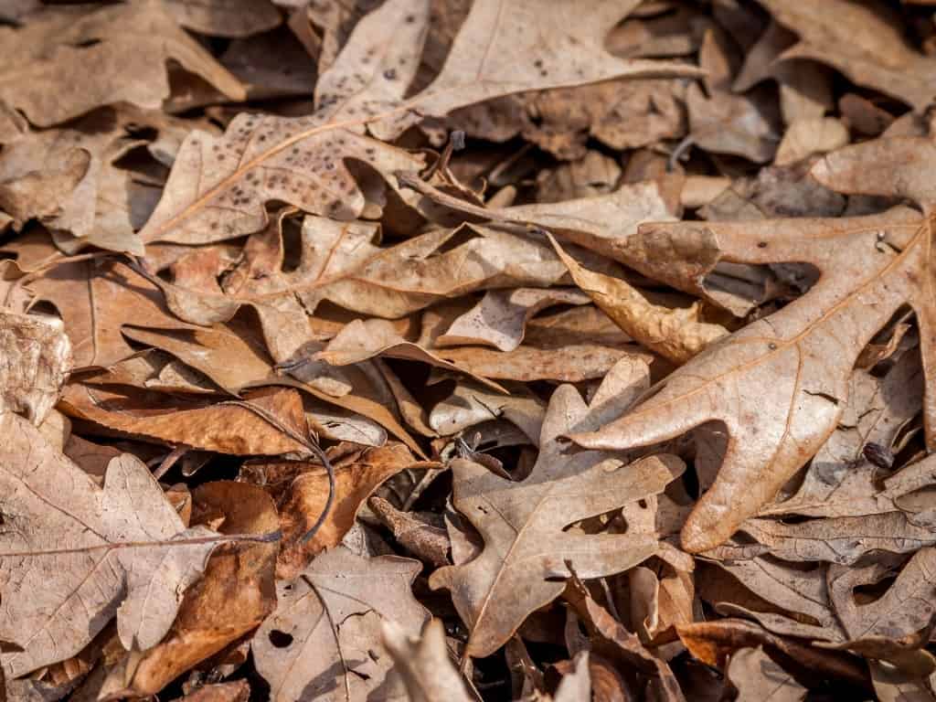 brown leaves