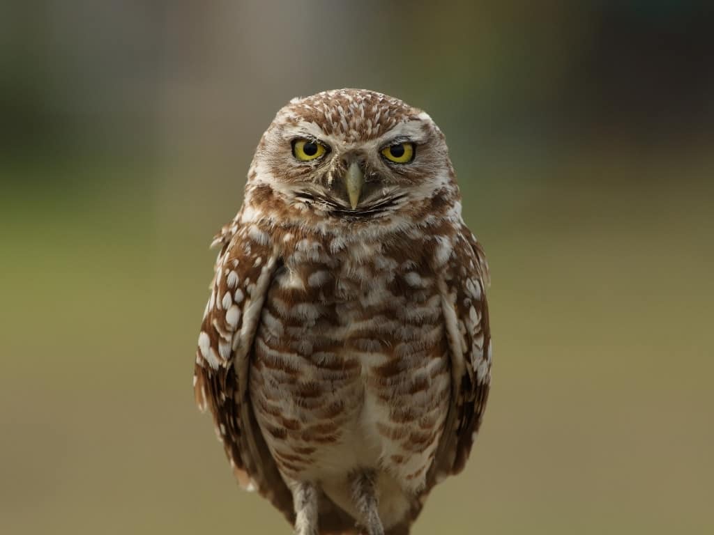 Burrowing owl