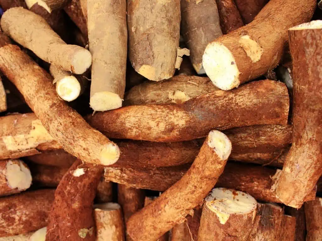 Cassava