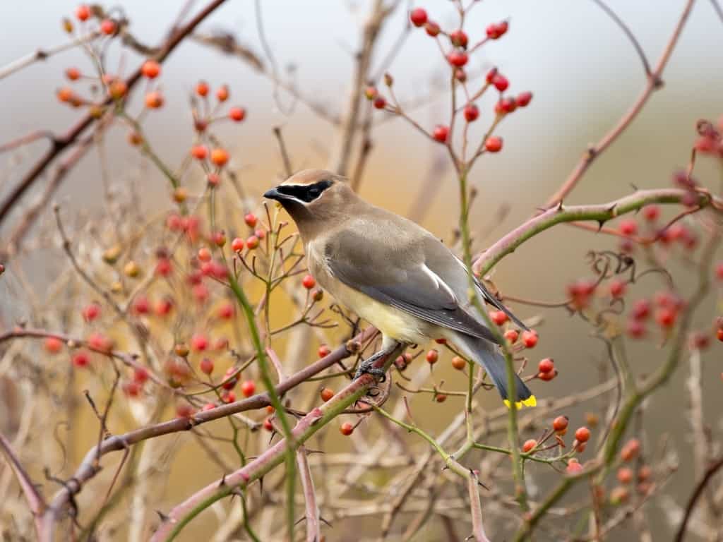 Cedar waxwing