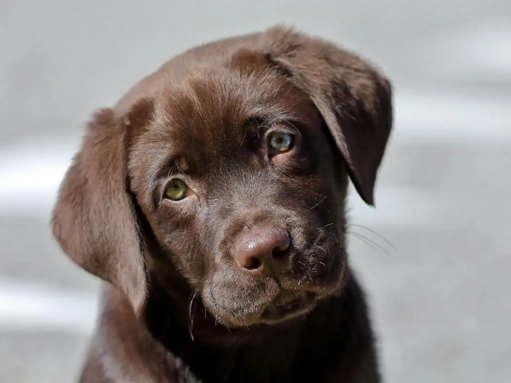 Chocolate labrador