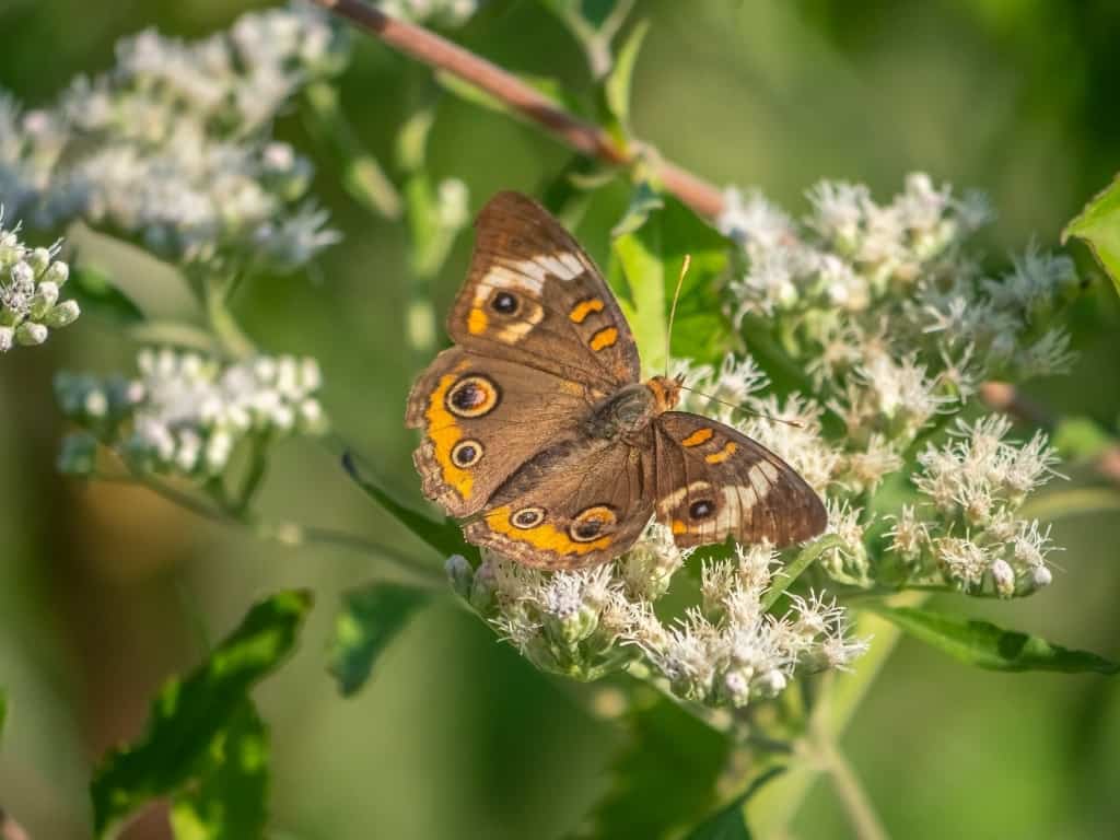 Common buckeye