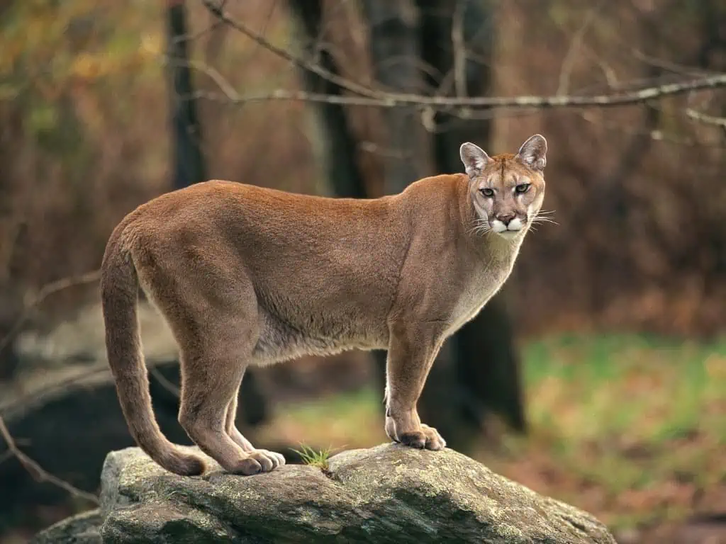 Cougar