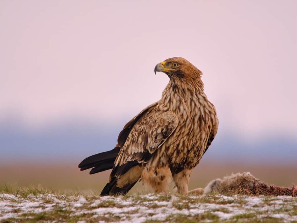 Eastern imperial eagle