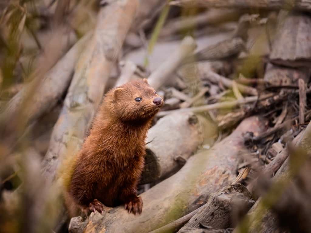 European mink