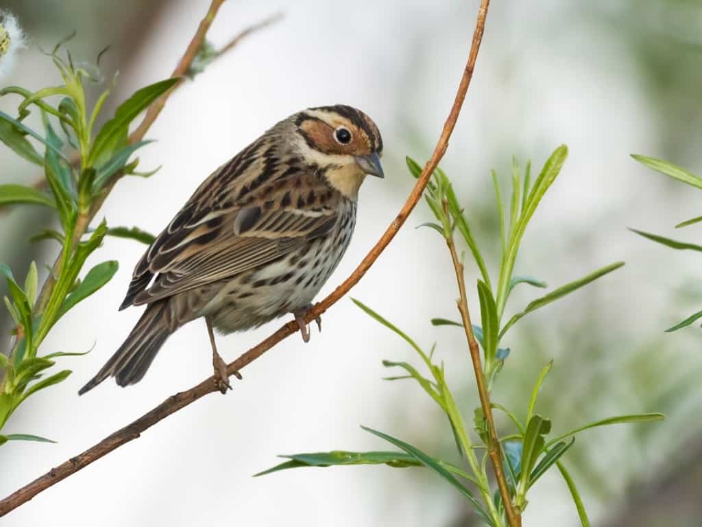 Little bunting