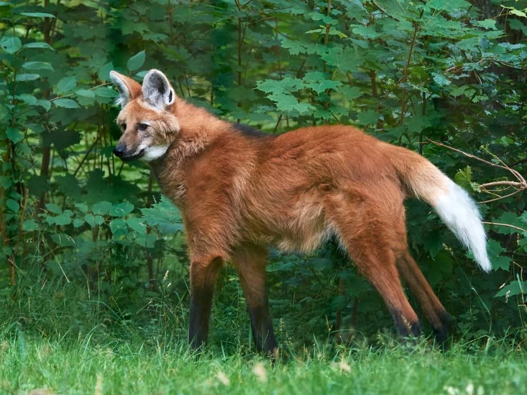 Maned wolf