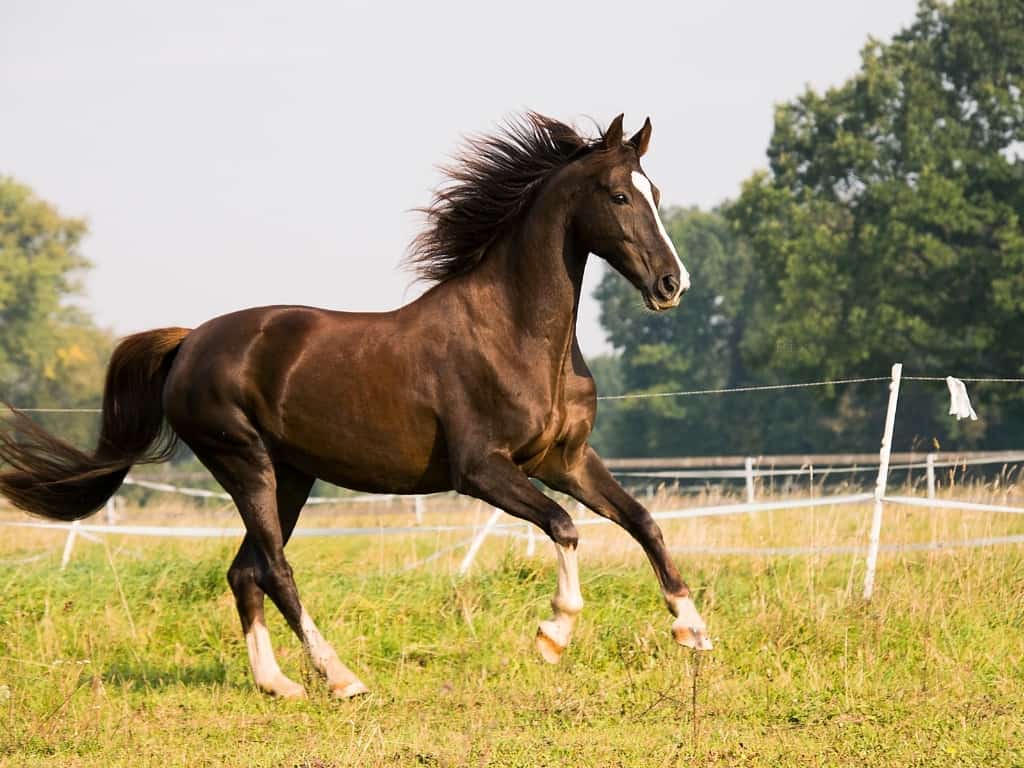 Norman cob horse