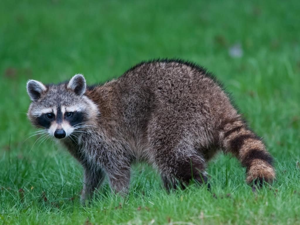 Northern raccoon