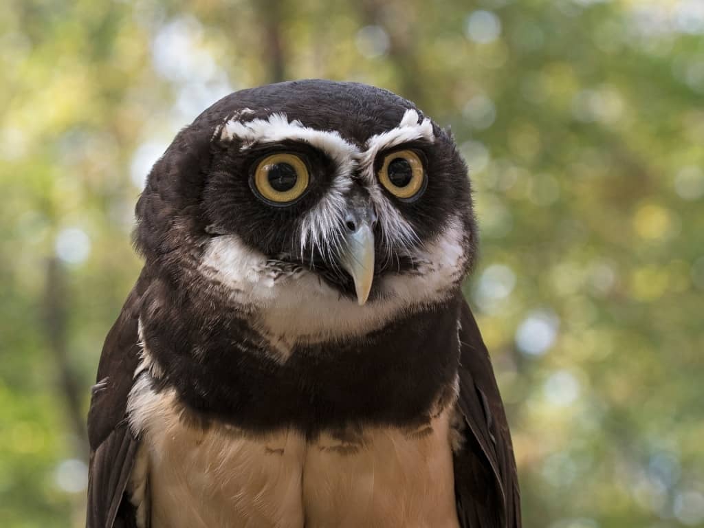 Spectacled owl