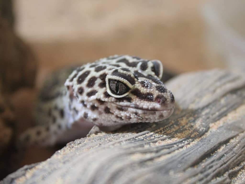 Western banded gecko