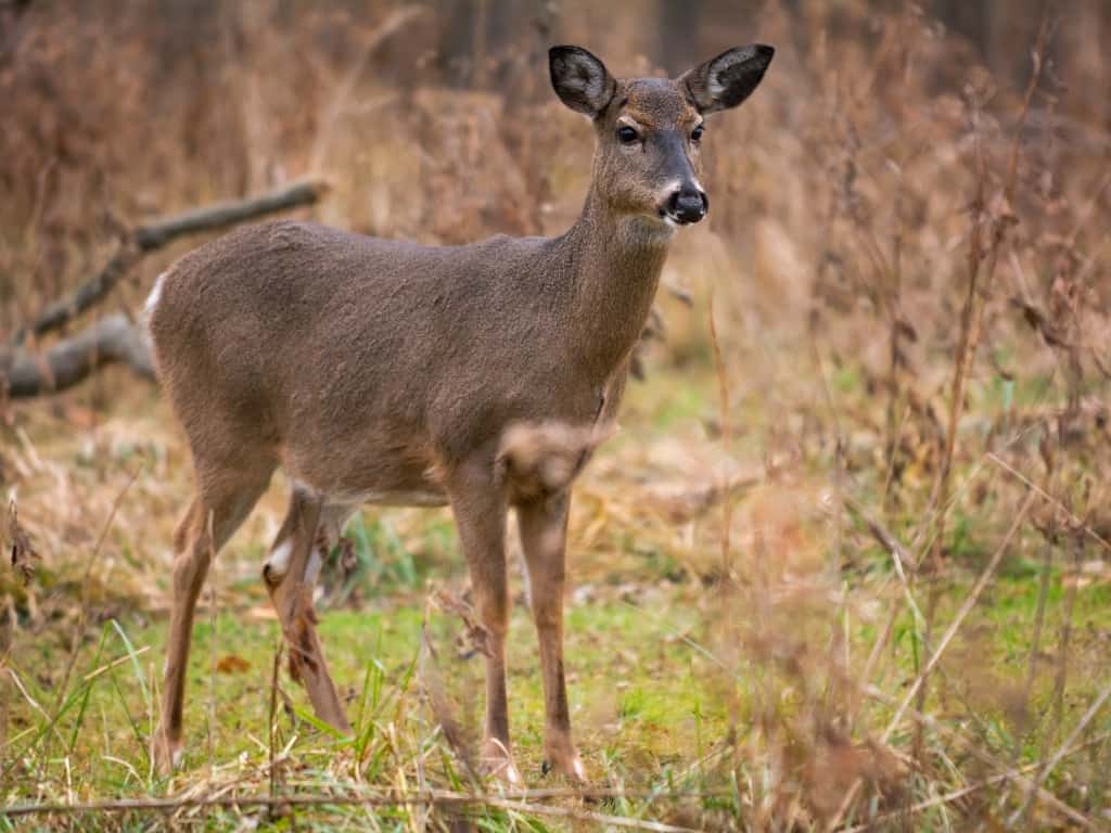 White-tailed deer