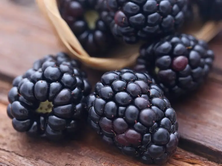 Blackberries