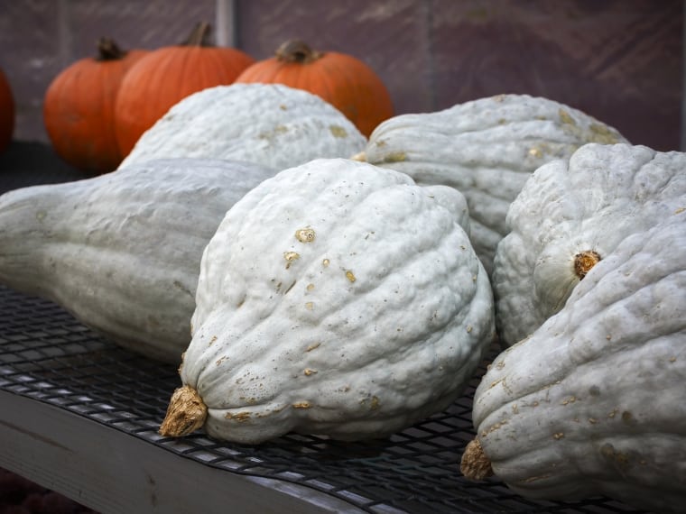 Baby Blue Hubbard Squash