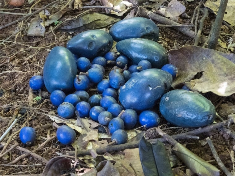 Cassowary plums and blue Quandong fruits
