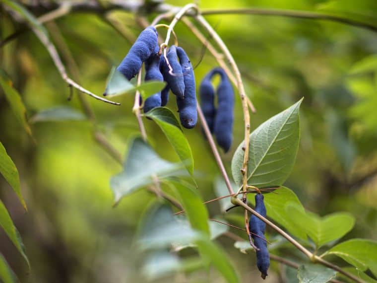 Blue sausage fruit