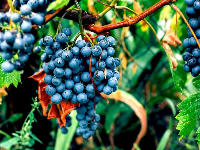 Branch with concord grapes