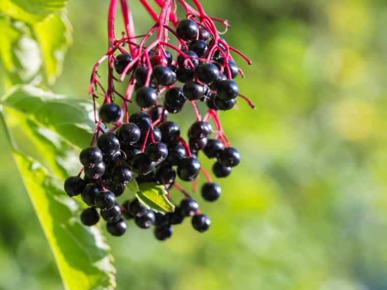 Elderberries