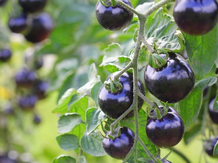 Indigo tomatoes