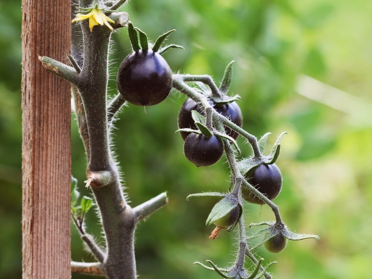 Indigo Rose Tomatoes