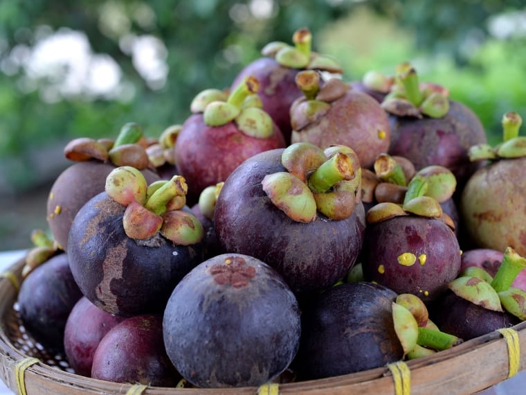 Purple Mangosteen