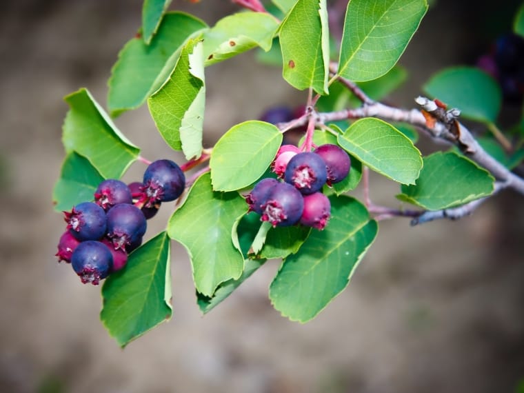 Purple Saskatoon Berries