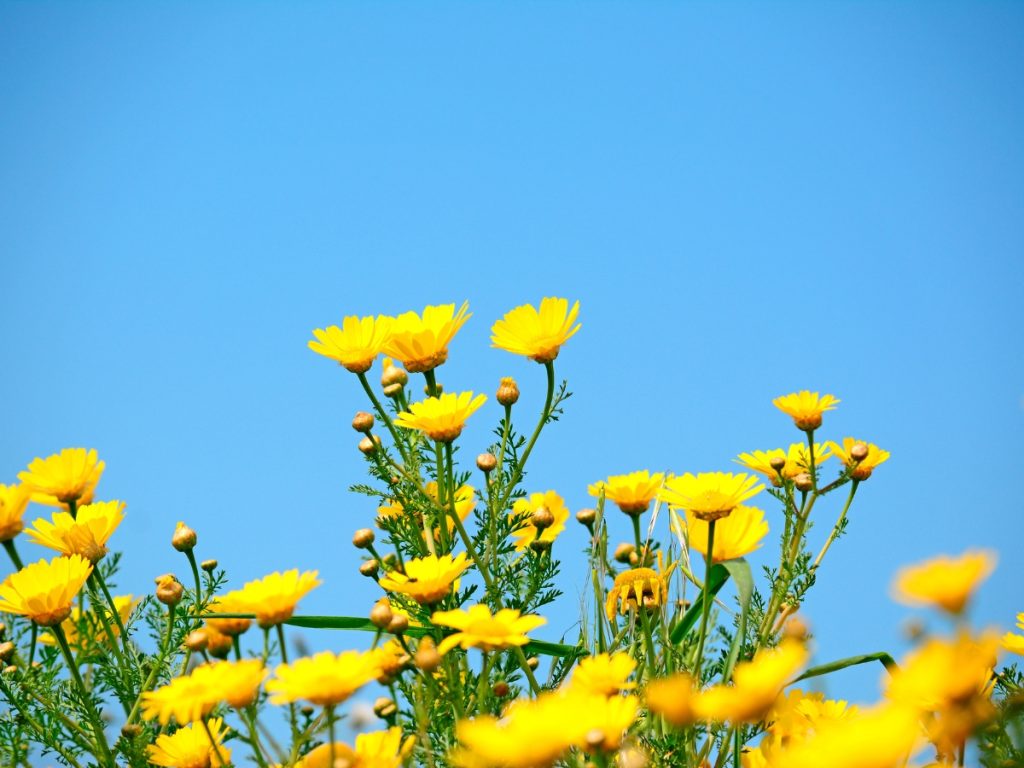 The combination of blue and yellow is common in nature