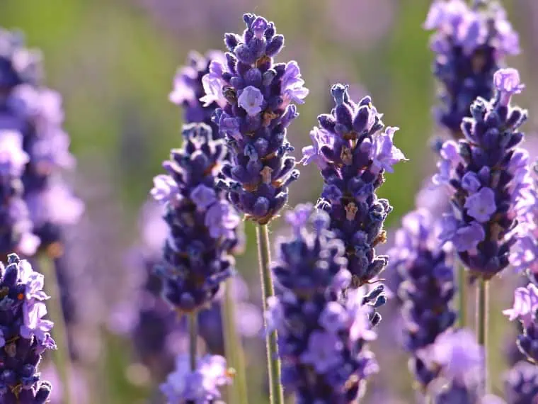 Lavender flowers