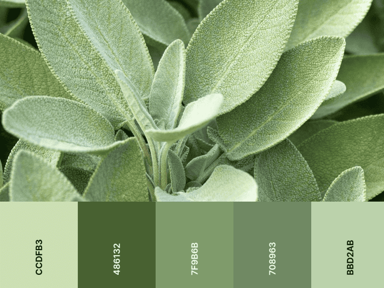 Sage Green color scheme
