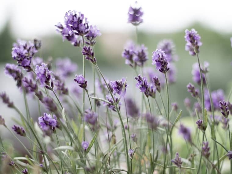 lavender flowers in summer morning