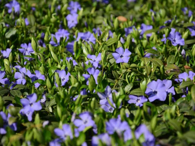 violet periwinkle flowers
