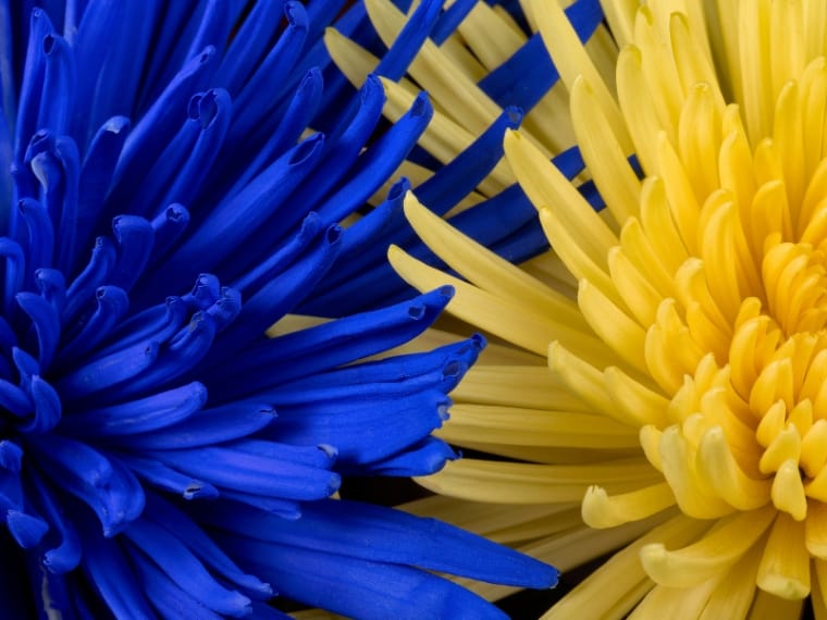 blue and yellow flowers pairs well together