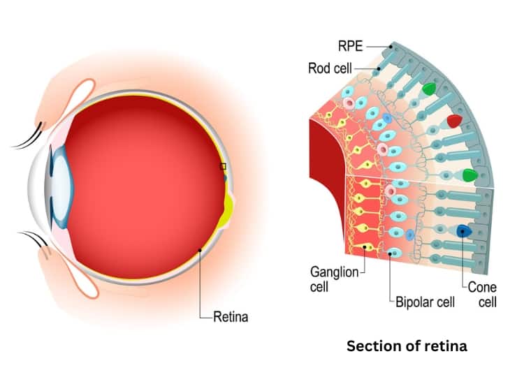 cones and rods in eye's retina