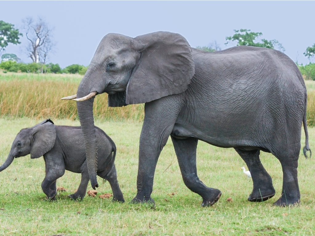 African Bush Elephants