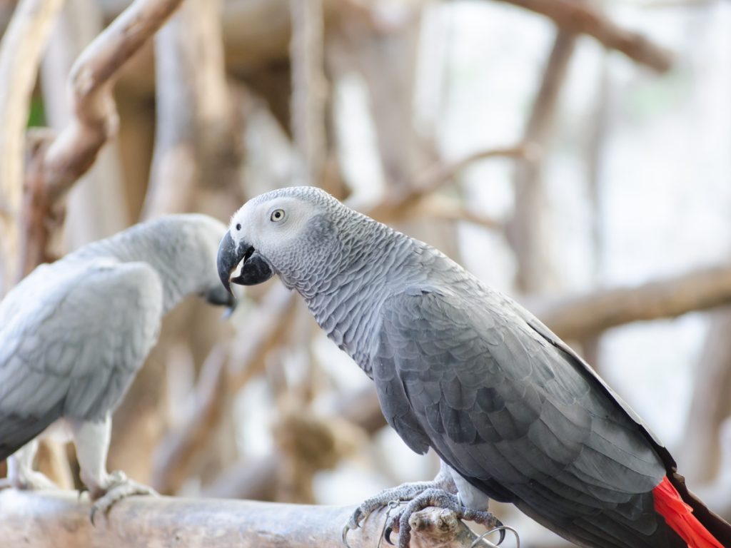 African Gray Parrots