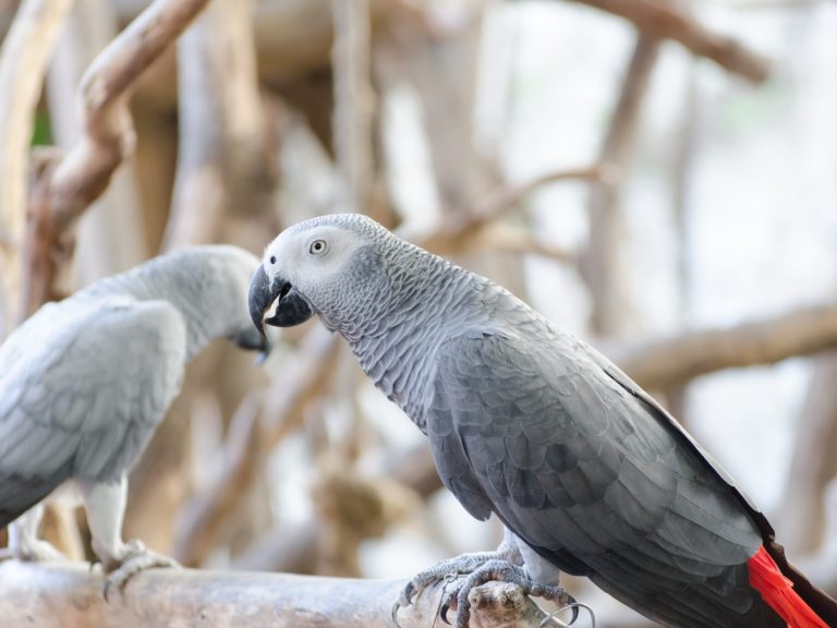 Image showcasing How Parrots Communicate: Recent Research & Studies
