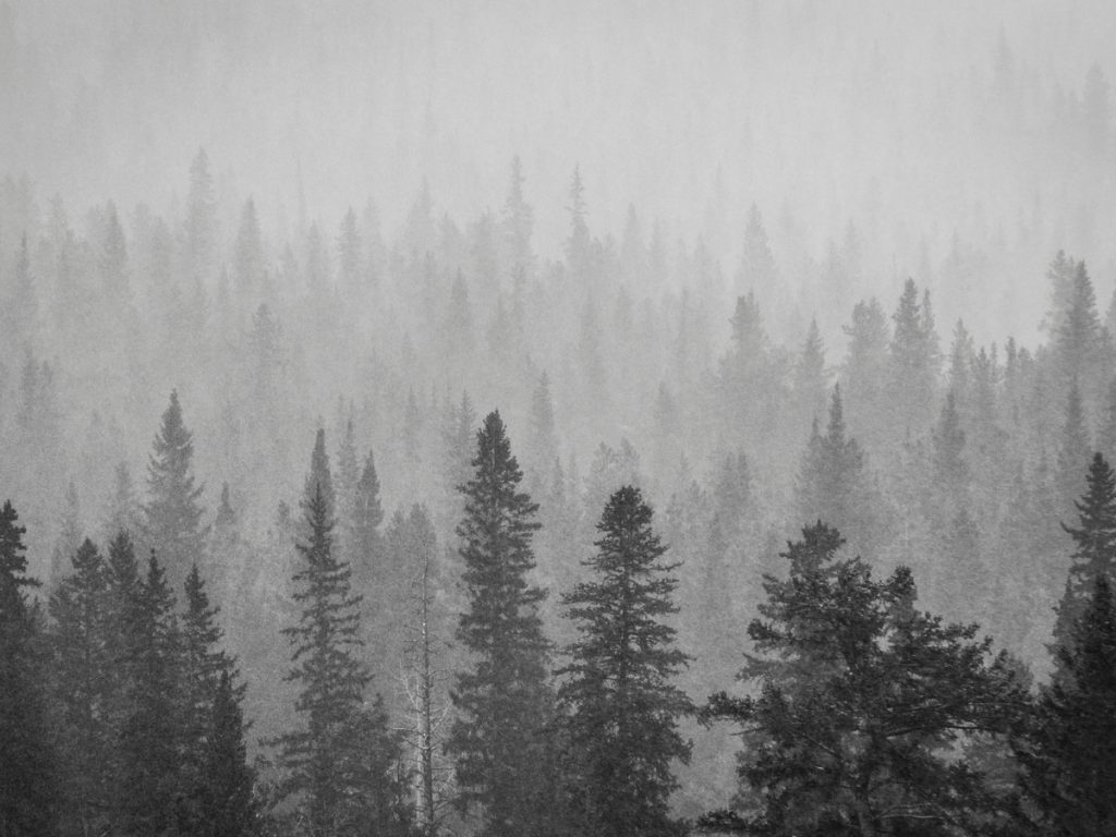 Forest in gray color during snowfall