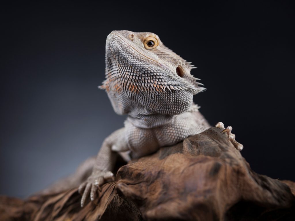 Zero bearded dragon Morph